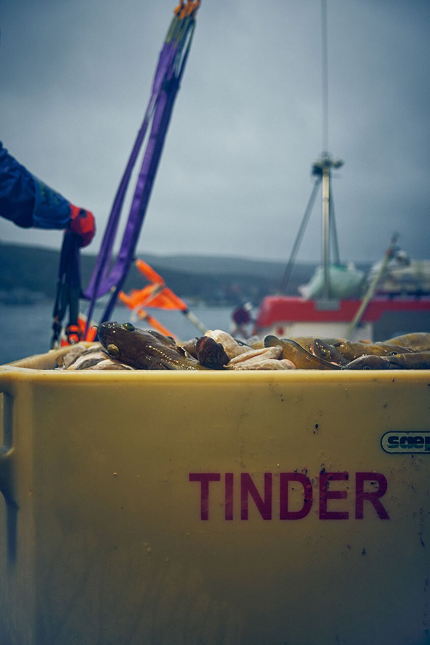 déchargement des captures sur les quais